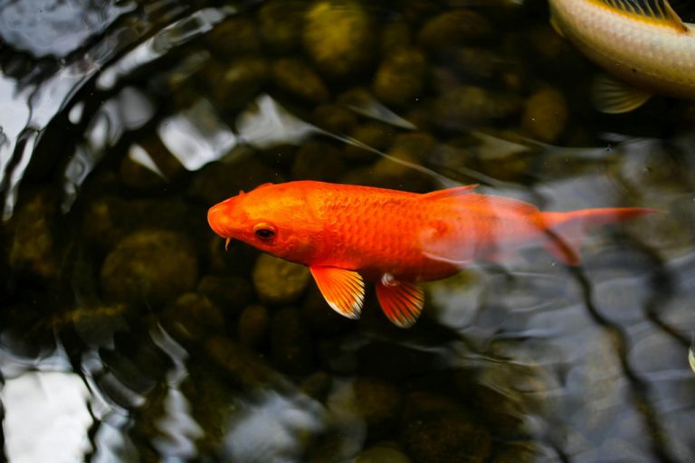 Oczko wodne jako strefa relaksu – rola ryb i roślin